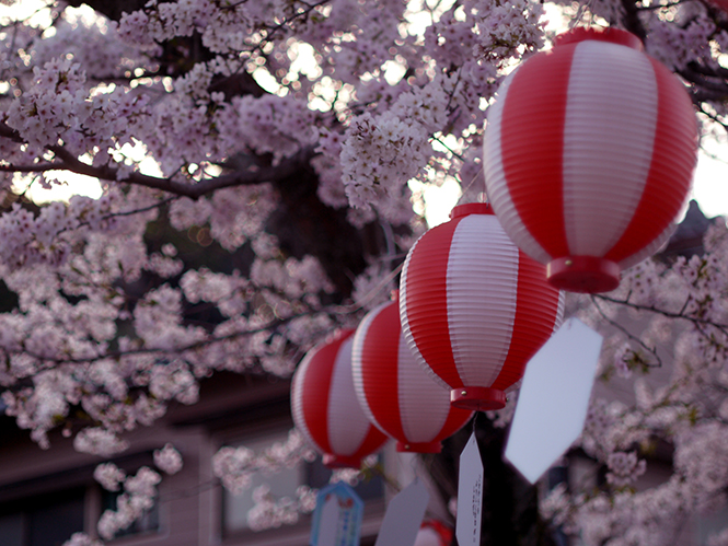 170413sakura8.jpg